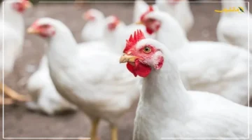 تراجع جديد يكسر الاستقرار.. أسعار الفراخ اليوم السبت تطور غير متوقع في الأسواق هل تستمر الموجة؟ 1